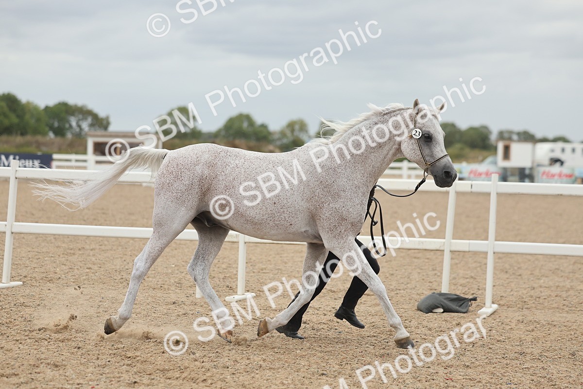 SBM_19466 - Class 317 - IH Pure Bred Horse-Pony