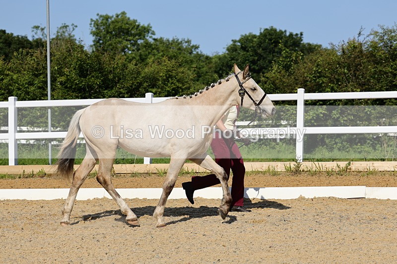 1X9A0744 - Class 4: Youngstock 1, 2, 3 year old to exceed 153cm