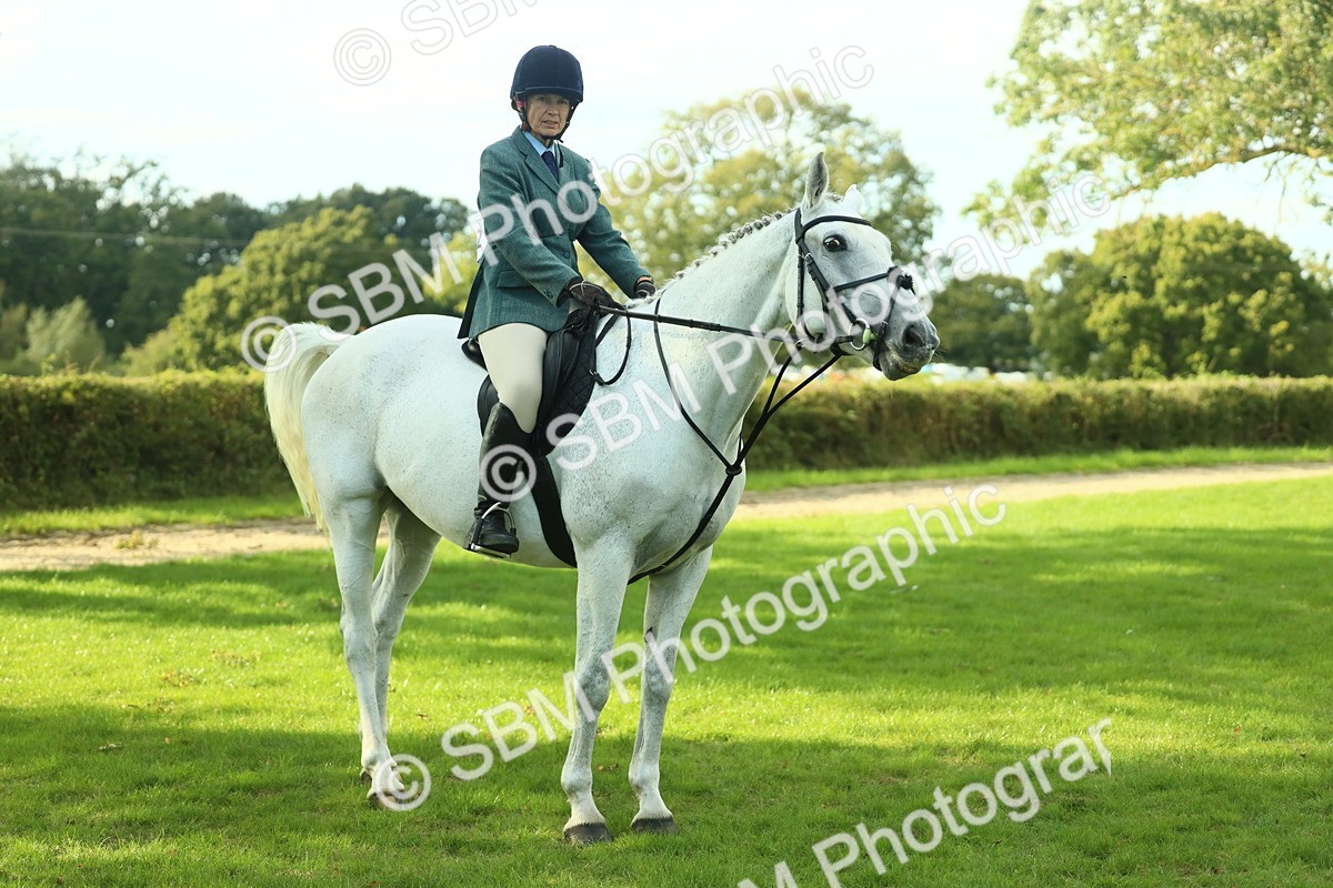 SBM_52203 - S33 - Working Hunter & Working Show Horse