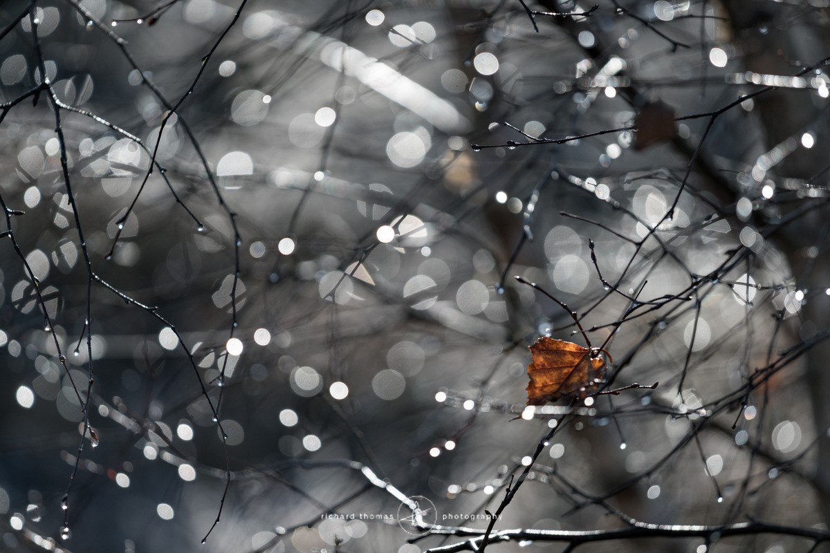 Dew drops on Silver - WINTER