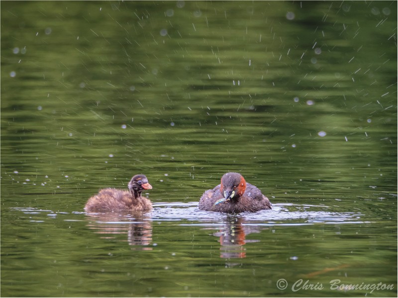 Little Grebe mid-shake - Others
