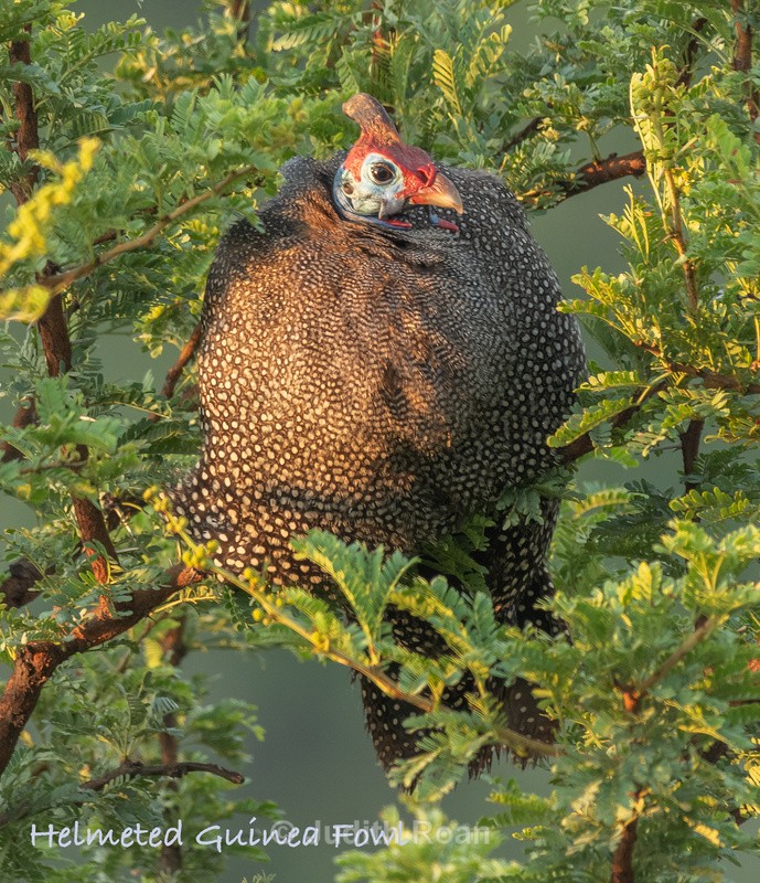  - South Africa Birds and Mammals