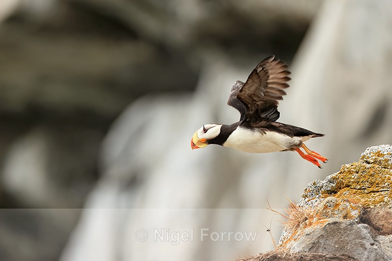 Horned Puffin flies off rock, Duck Island, Alaska - Horned Puffin