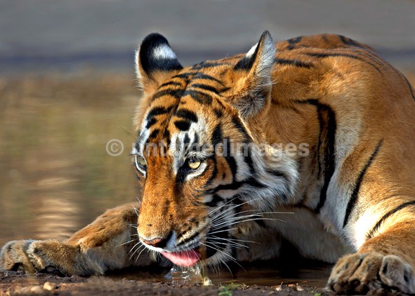 Royal bengal tiger - drinking - India