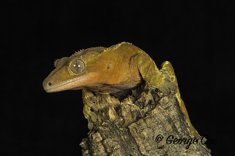Crested Geckojpg - Macro day with Chameleon Photography