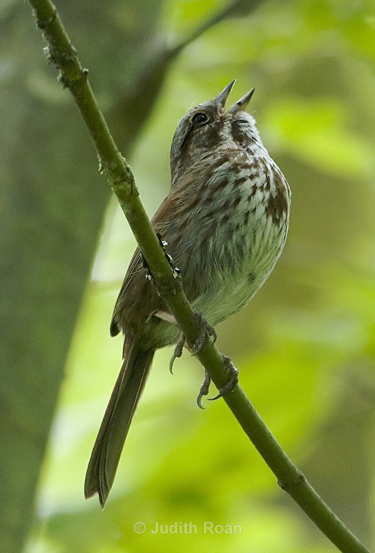 Song Sparrrow Singing - Backyard Birds of Mercer Island