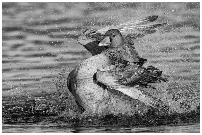 Shades of Greylag - Latest Work