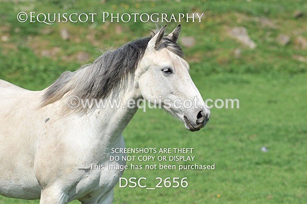 DSC_2656 - ARCHIVE REQUEST - Quincy and Guinness