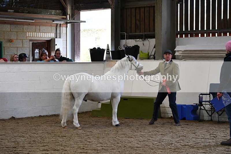 WJ5_5598 - Morning in hand Championship