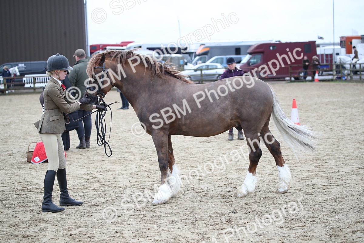 SBM_006399 - Class 10-13 - RIHS Small Large Breeds