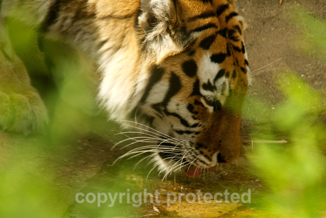 Taiga - Wildlife Vets International