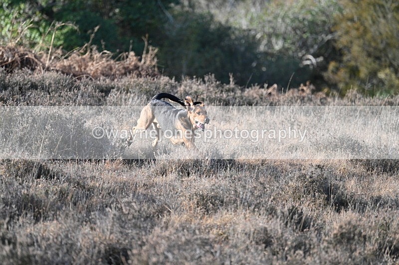 WJ7_7890 - Line 3 (no line 4 or 5)