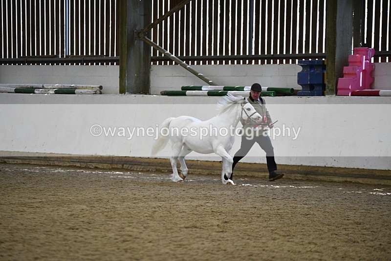 WJ5_5620 - Morning in hand Championship