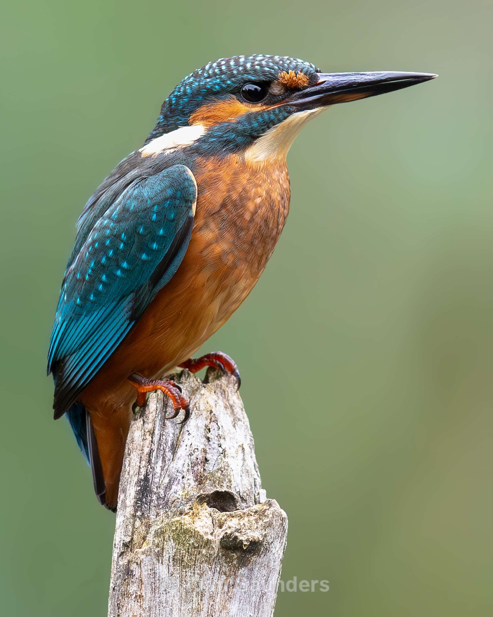 Common Kingfisher 19