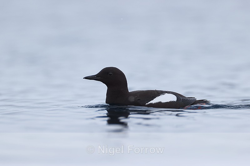 Black Guillemot swimming on fjord, Spitsbergen, Svalbard - Black Guillemot