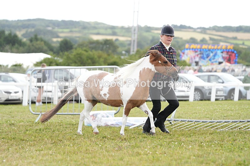 DSC06871 - Class 60: Coloured Pony 4yrs & over