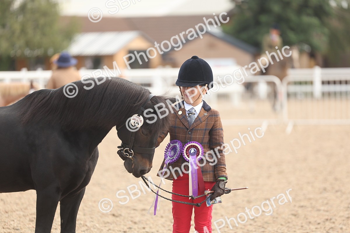 SBM_04510 - Class 18 - Handsomest Gelding (IH or Ridden)