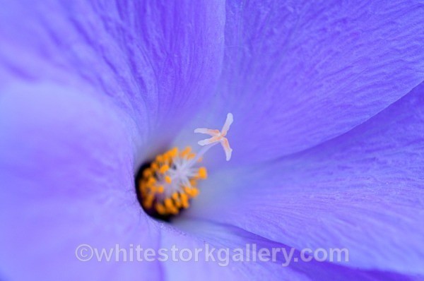 Cactus Flower - Up Close !