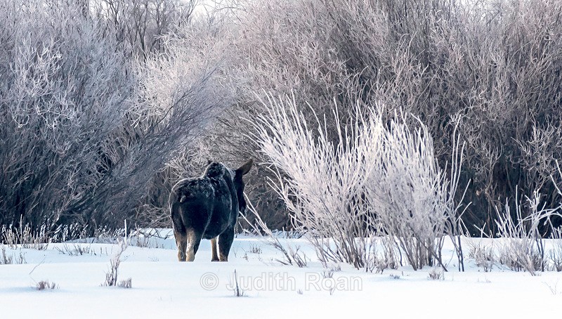 Moose in Lamar Valley - Yellowstone