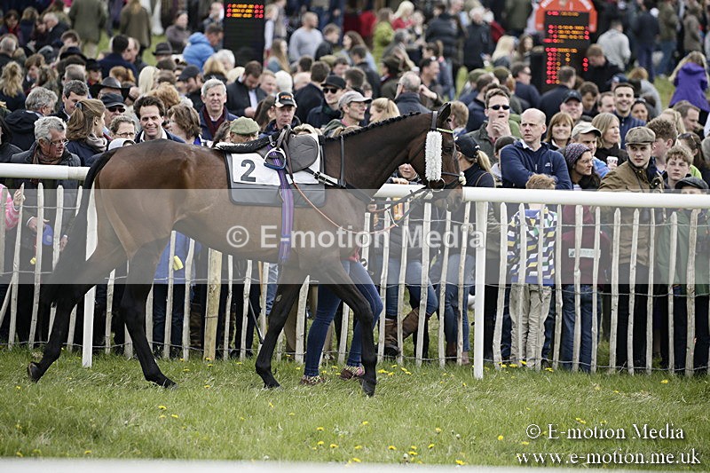 PtP 170417 52 - Old Berks Point-to-Point Lockinge 17/04/17