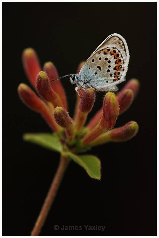 3 - Silver Studded Blue on Wild Honeysuckle - Best of British Wildlife