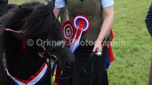 untitled-7251 - Shetland Pony Show