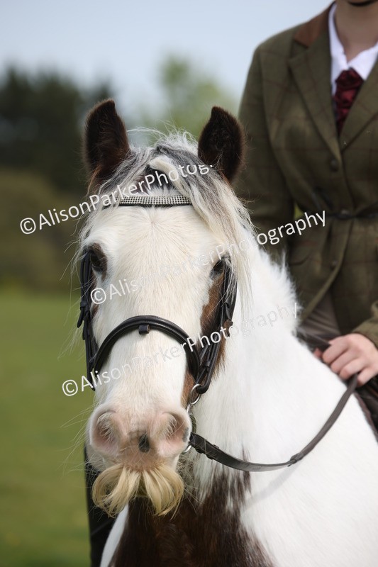 20260426-3050 - Class 33 - Best Pony 14.2hh and Under