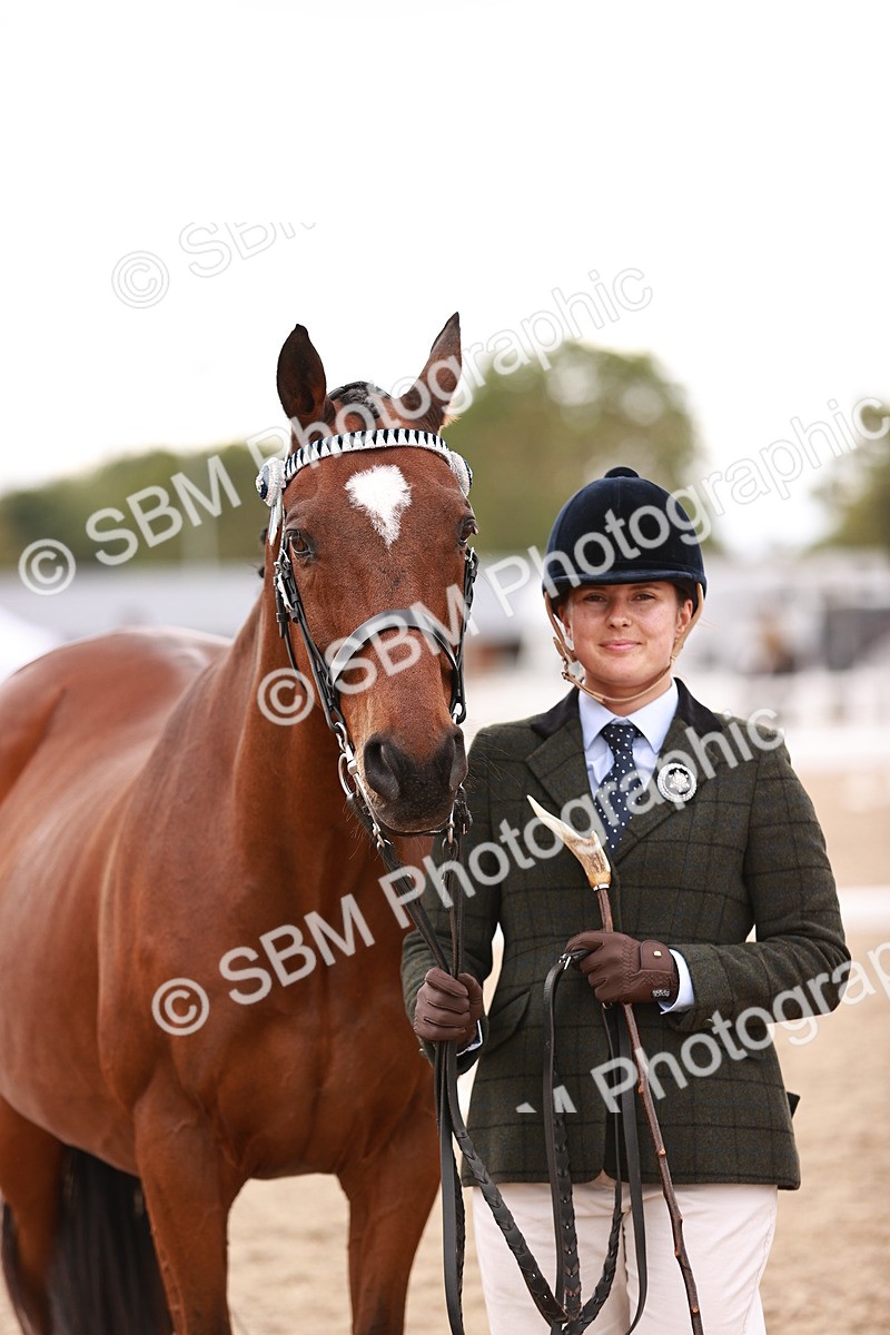 SBM_16224 - Class412 - Handsome Gelding (IH  or Ridden) Adult