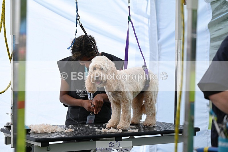 240525-114641-12609 - Candid and Saturday Hobby Horse