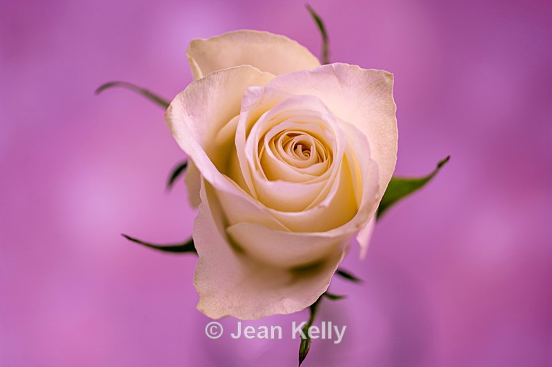 Single White Rose - DSC_2416 - White