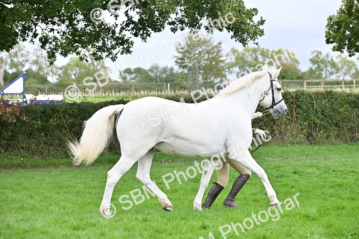 SBM_63250 - S49 - Mountain & Moorland In Hand Large Breeds