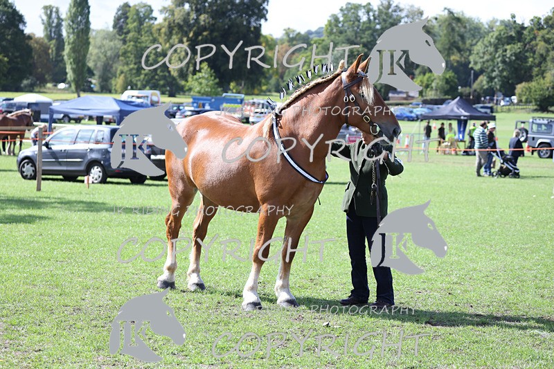 APP_3180 - Class 3 Youngstock