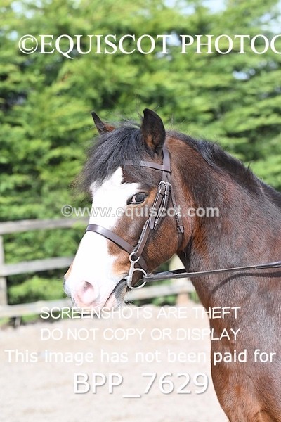 BPP_7629 - RING 1  (RIDDEN HORSES / IN HAND / VETERAN ETC)