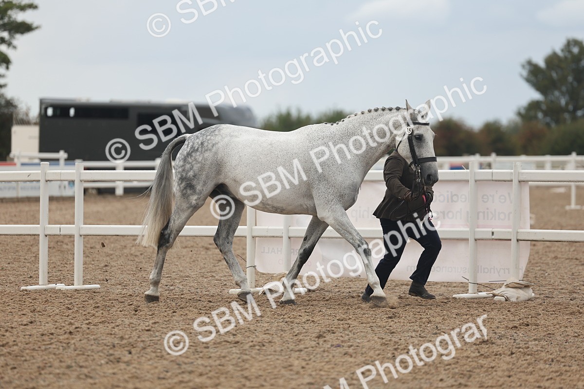 SBM_07967 - Class 28 - IH Veteran Horse