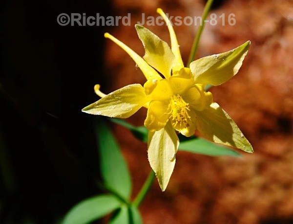Yellow Columbine - Flowers