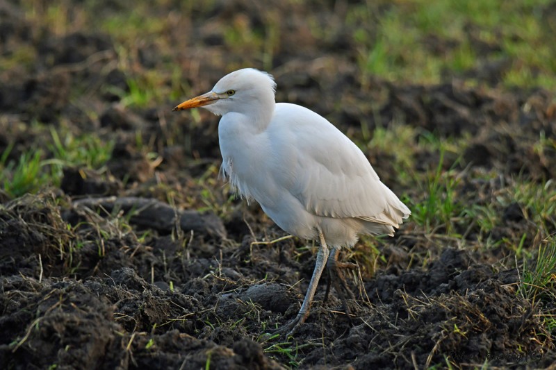 Cattle Egret - Birds