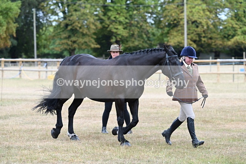 WJ7_0040 - Class 5a Most Handsome Gelding (above 14.2hh)