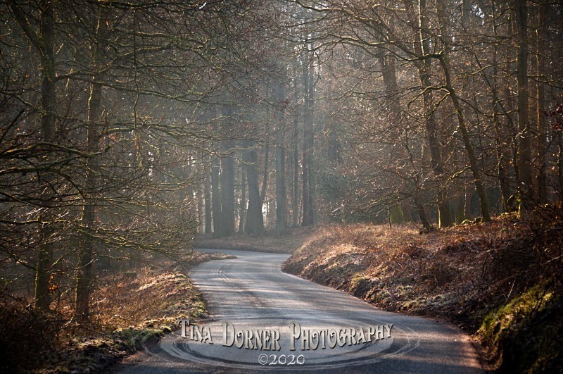 Woodland Road at Soudley. Winter Landscape portfolio by Tina Dorner Photography,  Forest of Dean and Wye Valley, Gloucestershire