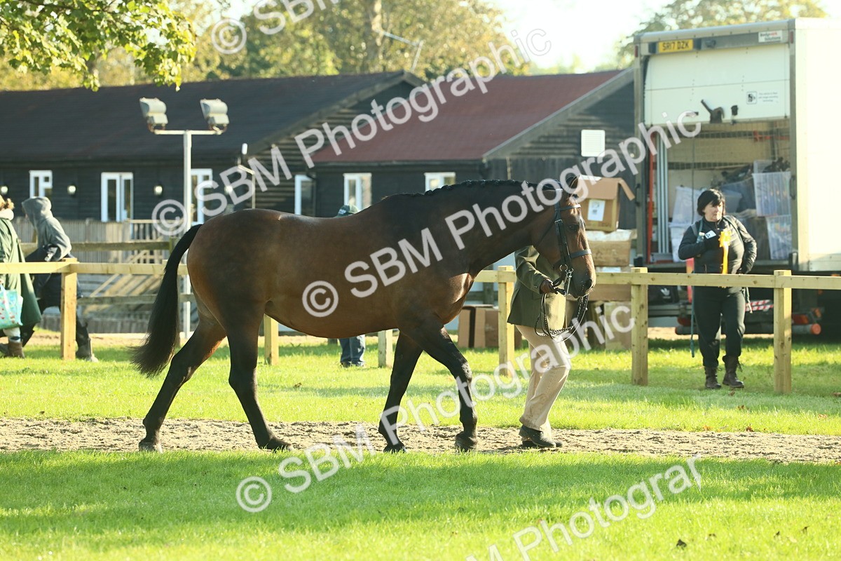SBM_58522 - S37 - Starters In Hand Showing