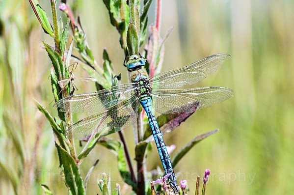 Male Emperor dragonfly - Dragonflies & Damselflies