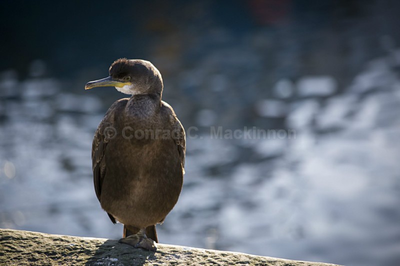 Cormorant - wild and free