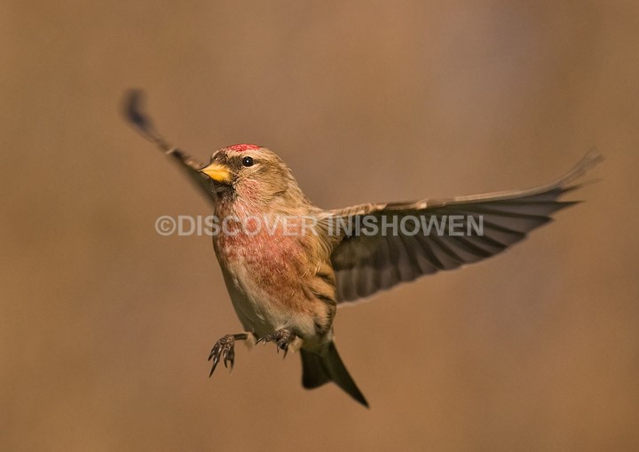 Redpoll - Wildlife