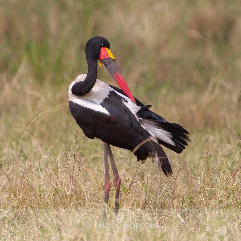 Saddle-billed Stork (male) preening - Saddle-billed Stork