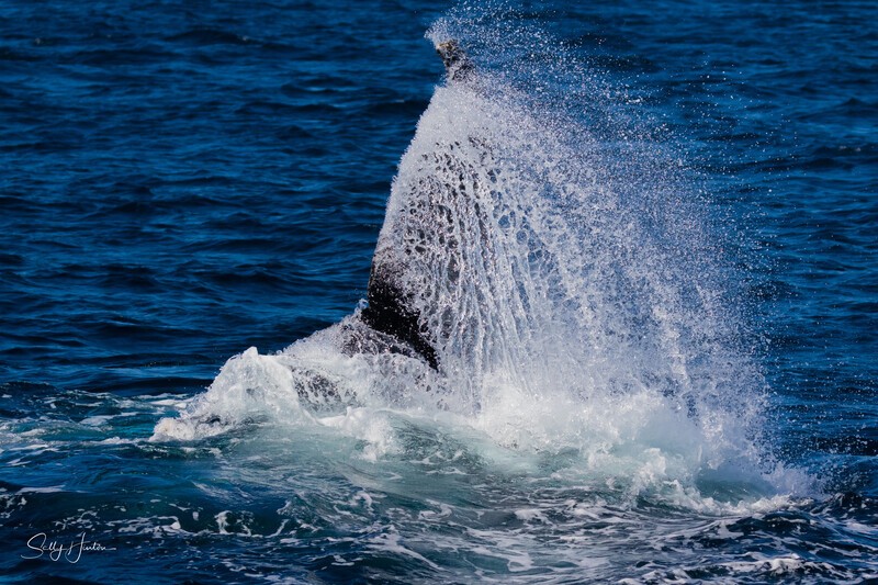 Labour thrash 4 - Humpback Whales