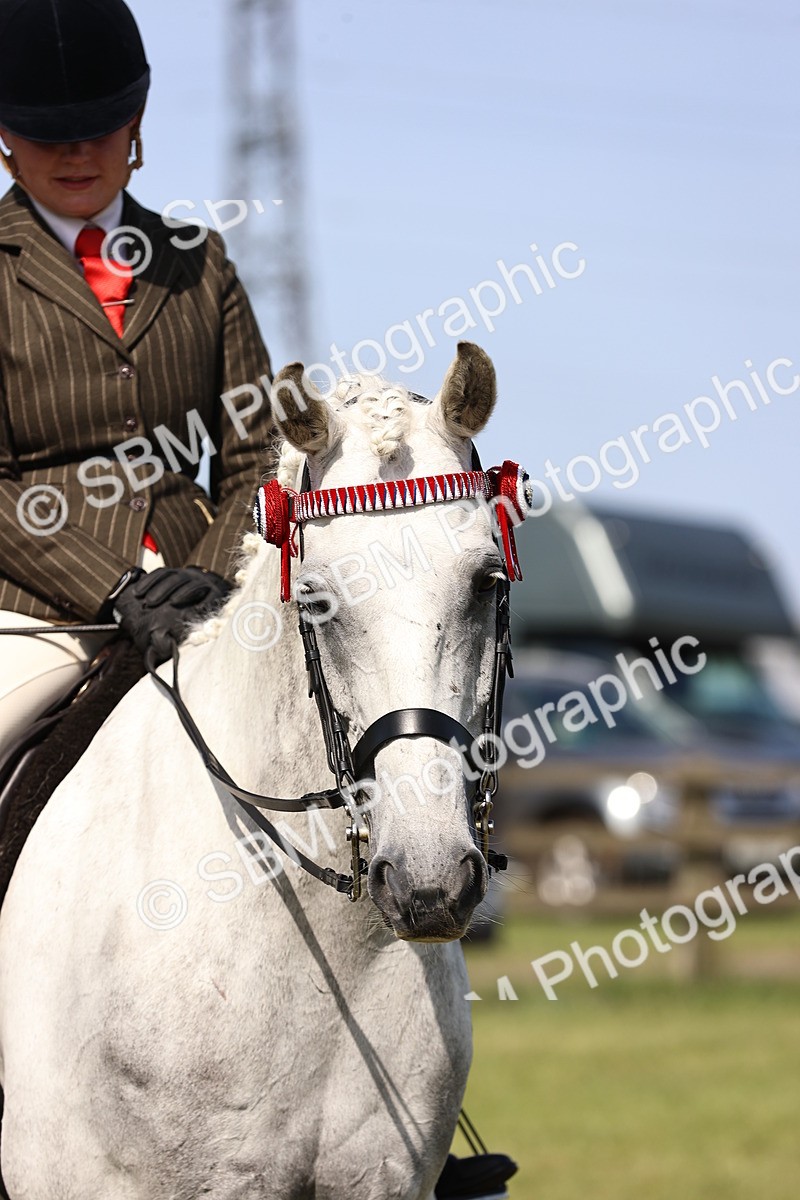 SBM_12948 - Class 75-76 LIHS BSHA Rising Star Hack Riding Horse