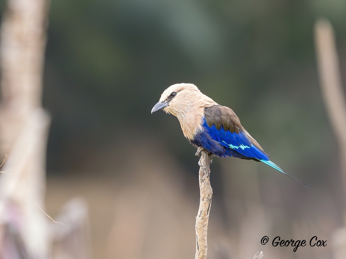 Blue-bellied Roller - Gambia 2025