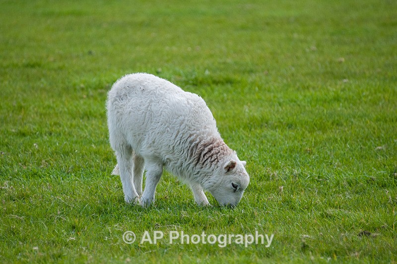 ACP_3519-1 - Sheep