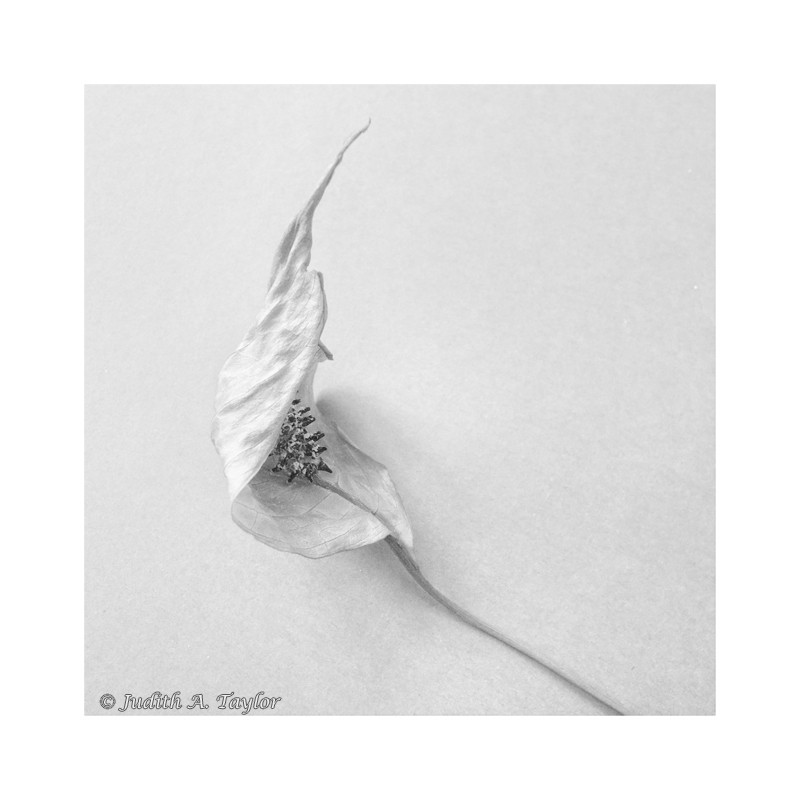 Peace lily 1