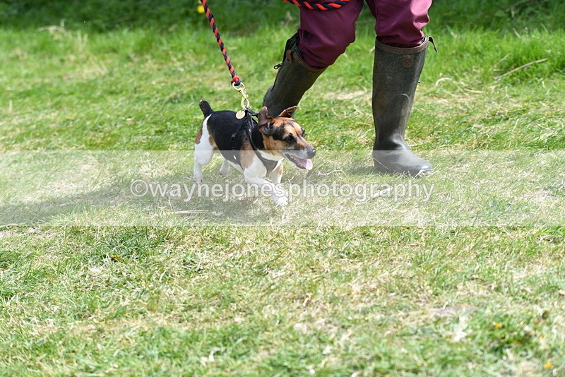 WJ5_0382 - Class 7 Best Terrier