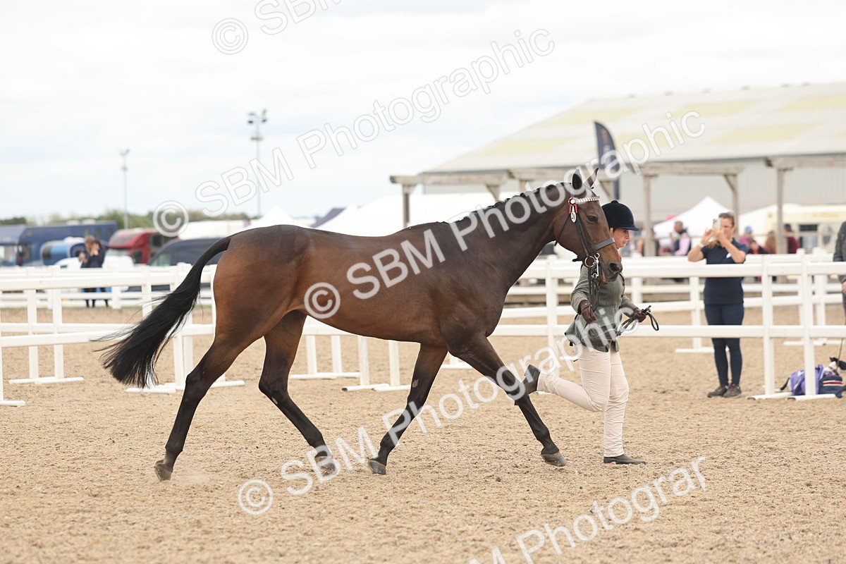SBM_17073 - Class 313 - IH Retired Racehorse
